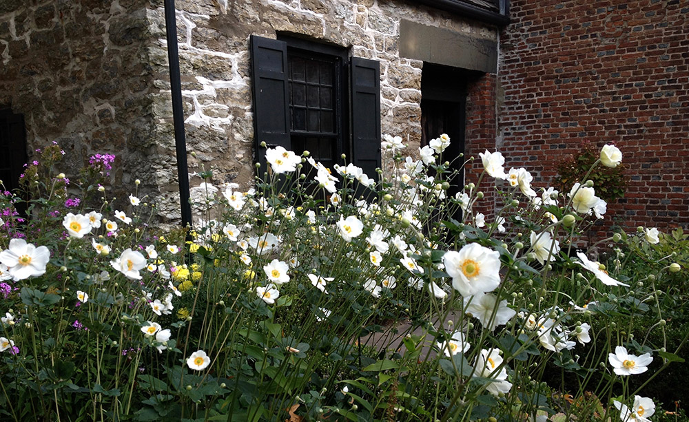 Senate House Anemone